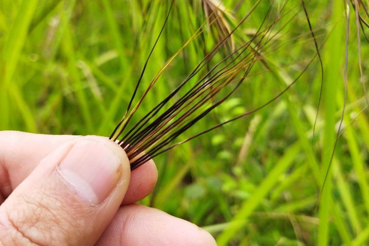 Cara Menggunakan Bulu Perindu Bambu Jenis Rambut, Ternyata Begini Biar Bisa Manjur 