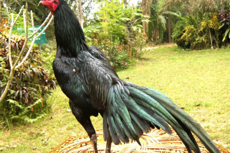 Cara Membuat Kandang Ayam Bangkok Modern dan Paling Mudah, Dijamin Harga Lebih Irit