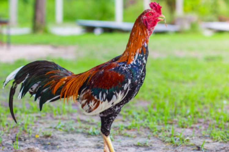 Rekomendasi Desain Kandang Ayam Bangkok Umbarang Terbaik, Gampang Buatnya dan Ekonomis Harganya