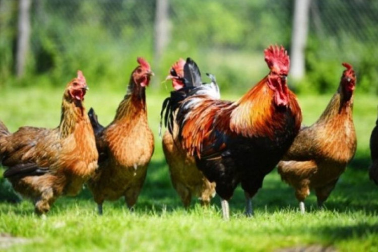 Wajib Tahu! Ketahui Perbedaan Ayam Kampung dan Ayam Negeri, Jangan Sampai Salah Beli