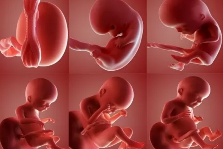 Segini Ukuran Normal Hasil USG 37 Minggu, Bunda-Bunda Wajib Tahu Perkembangan Dede Bayi 