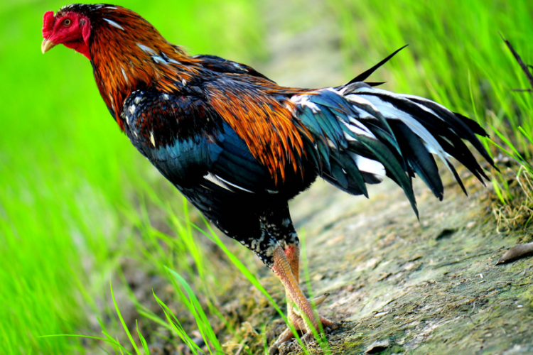 Mengenal Warna Ayam Bangkok yang Ditakuti Lawan, Coraknya Bikin Nyali Langsung Menciut