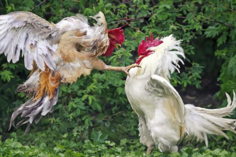 Harga Ayam Bangkok Pertarung Sadis Terbaru 2023, Si Jagoan Istimewa yang Urung Kalah