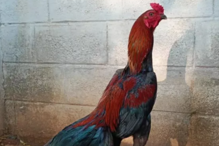 Ciri-Ciri Ayam Bangkok Pakhoy, Miliki Teknik Pukulan Kuat dan Rapat ke Lawan