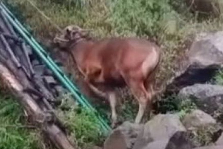 Viral Video Sapi Dibawa Mendaki ke Gunung Rinjani Jalur Torean, Balai TNGR Tegaskan Langgar SOP