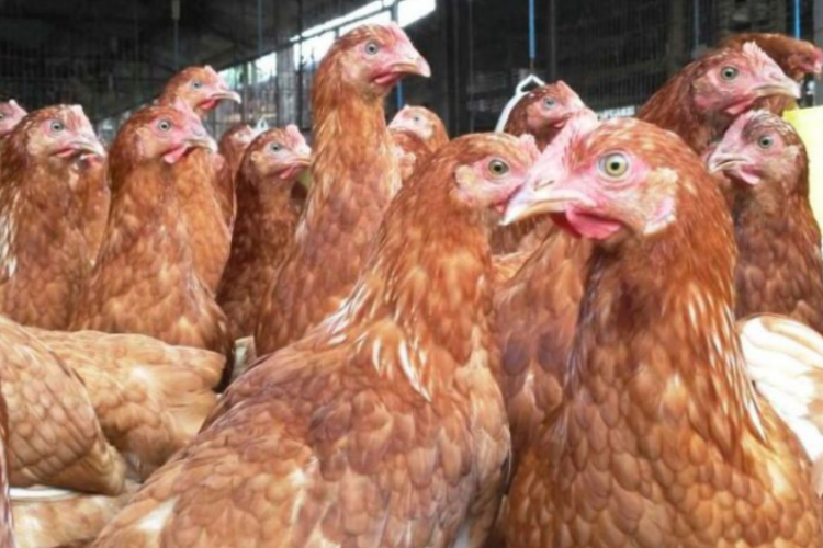 Mengenal Penyakit Ayam Berak Kapur dan Cara Pengobatan Paling Jitunya