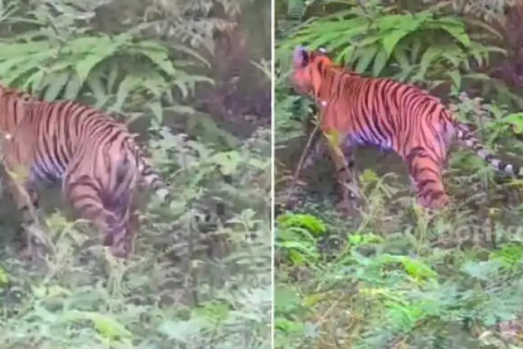 HEBOH! Harimau Berkeliaran di Ladang Jagung Bojonegoro, Dinas Damkarmat Minta Warga Siaga dan Hati-hati