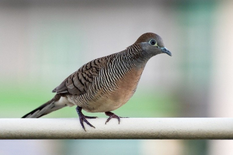 Burung Perkutut Kantong Semar, Filosofi dari Tokoh Pewayangan Pembawa Keberuntungan