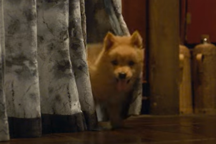 Sinopsis Film Hachiko (2023), Kisah Sedih Seekor Anjing yang Ditinggal Pergi Pemiliknya