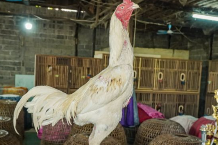 Ayam Koyngon Jenis Apakah yang Paling Banyak Dicari? Ternyata Sering Menang Saat Diadu