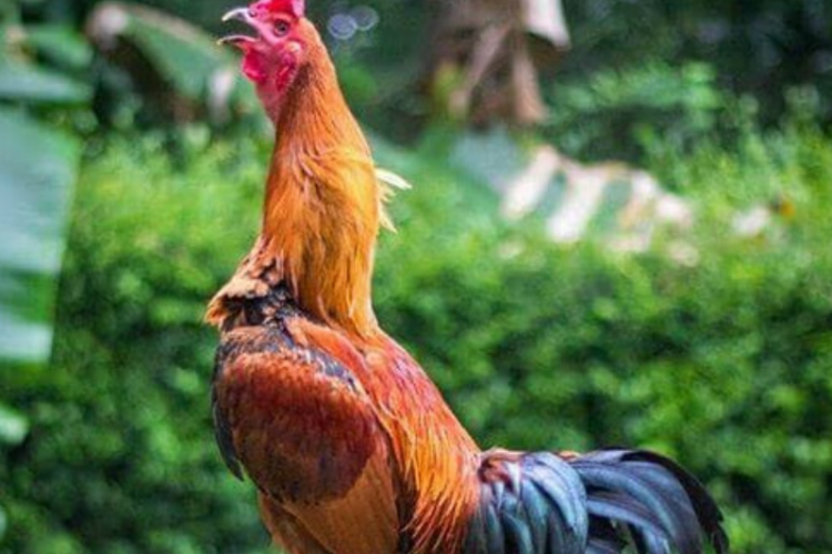 7 Vitamin Ayam Bangkok Terbaik 2023 Supaya Ganas dan Gesit, Bisa Dibeli di Apotek