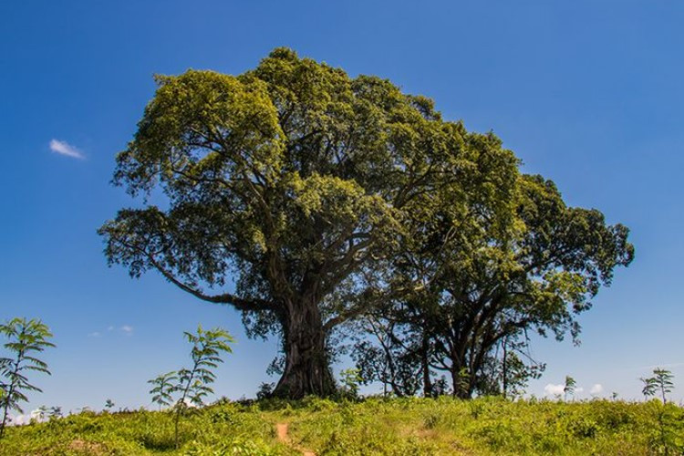 Cara Membunuh Pohon Besar Pakai Garam Tak Perlu Menebang, Langsung Mati Dengan Cepat 