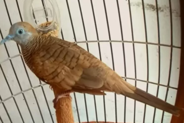 Mitos Masyarakat Burung Perkutut Blokor Madu Dipercaya Membuat Rumah Menjadi Nyaman