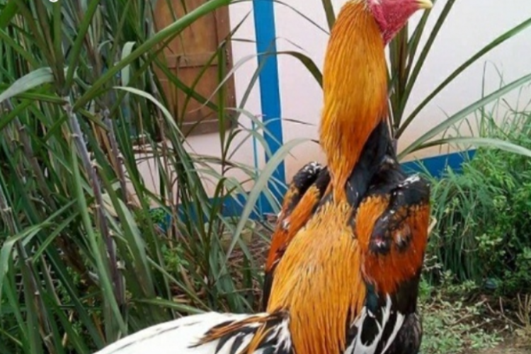 Ciri-Ciri Ayam Bangkok Wiring Kuning, Miliki Gaya Bertarung Keras dan Berpeluang Menang Besar