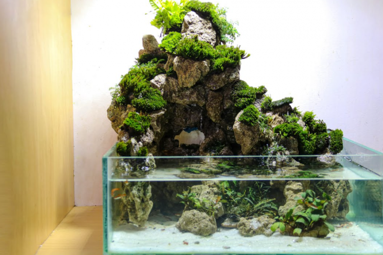 Cara Membuat Paludarium Air Terjun Anti Gagal dan Praktis, Buat Akuariummu Jadi Makin Keren