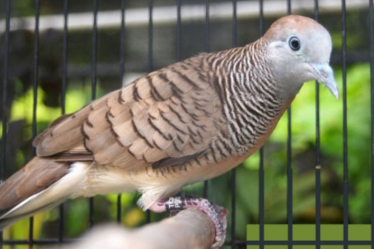 Mitos Burung Perkutut Bangkok Menurut Primbon Jawa, Benarkah Pemilik Jadi Hoki?