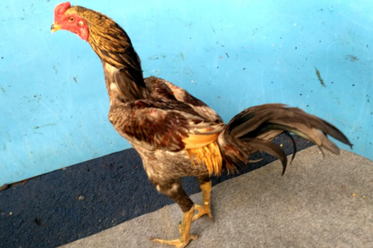 Harga Ayam Mangon Terbaru 2023, Jenis Ayam Aduan Unggulan dengan Tarif Bervariasi