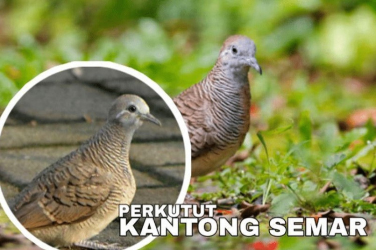 Mitos Burung Perkutut Kantong Semar, Dipercaya Membawa Rezeki Untuk Sang Pemilik