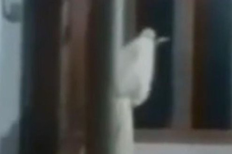 Viral Video Pocong Bawa Celurit di Bangkalan Madura Bikin Resah Warga, Pelaku Mengaku Cuma Prank dan Buat Konten Semata