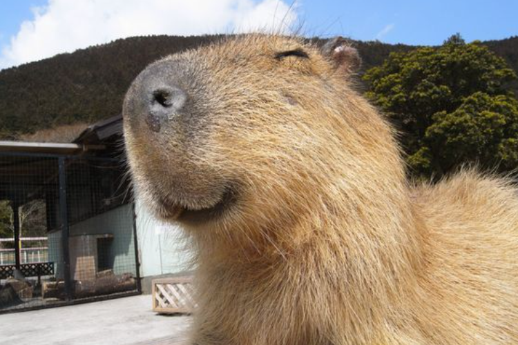 Harga Capybara Masbro yang Lagi Viral Mencapai Rp 100 Juta Per Ekor, Berani Adopsi?