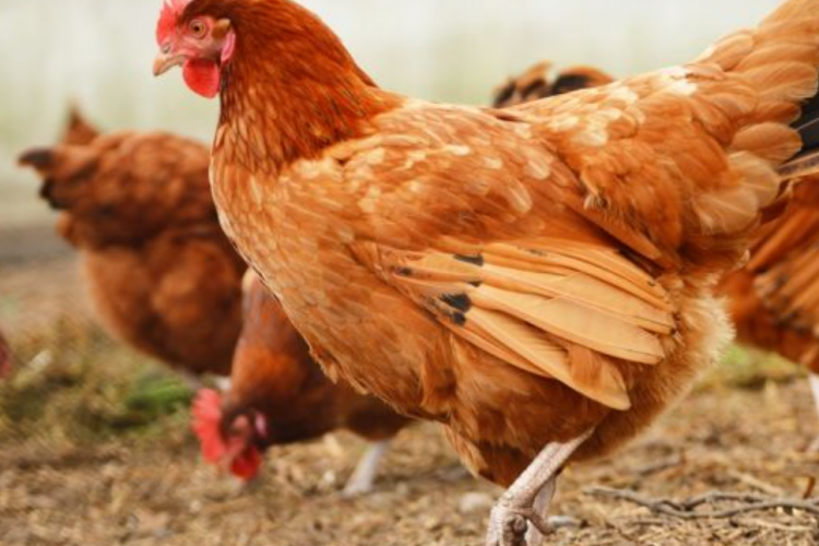 Cara Mencegah Ayam Berak Hijau Cair, Pastikan Ternak Sehat dan Tumbuh Sempurna