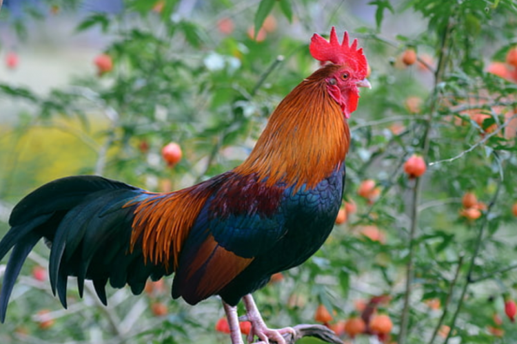 Doa Menyembelih Ayam Sesuai dengan Syariat Islam, Lengkap dengan Adabnya