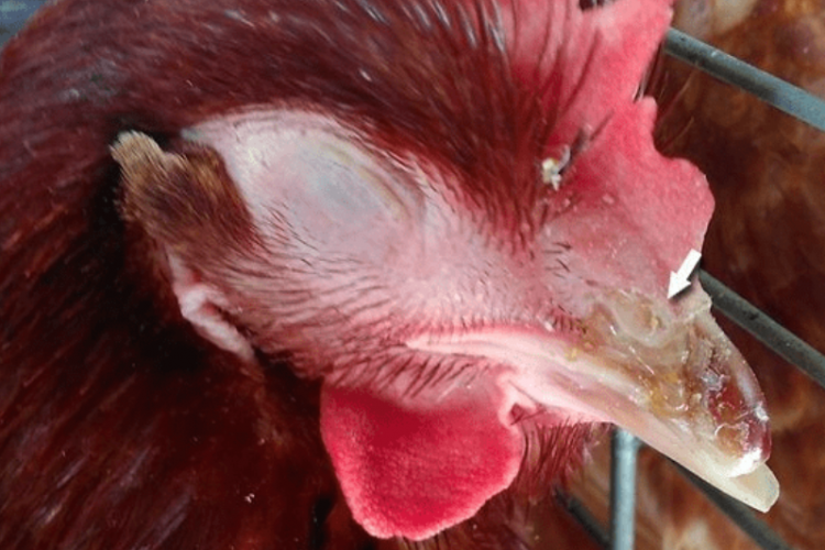 Cara Mengobati Snot pada Ayam Paling Ampuh dan Terjamin Langsung Sembuh