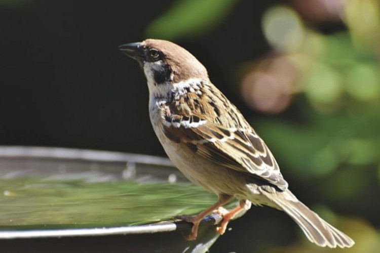 10 Makanan Burung Gereja Liar Agar Lebih Cepat Jinak dan Gacor