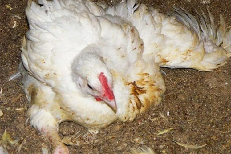 Cara Mengobati Ayam Lumpuh dengan Cepat, Atasi Penyakit Ternak dengan Jitu