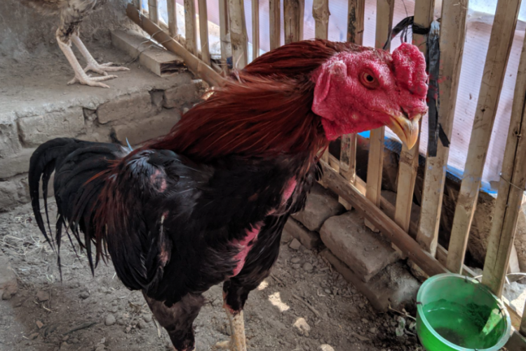 Ciri-Ciri Ayam Bangkok Klasik Asli, Jenis yang Cocok Untuk Kontes Laga Ayam Aduan