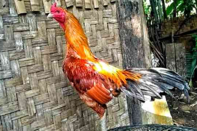 Gaya Tarung Ayam Pama Ninja, Buat Lawan Tarung Kalak Telak Hingga 90%