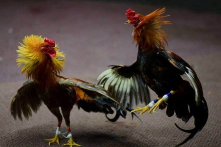 Gaya Bertarung Ayam Bangkok Pakhoy, Jadi Ayam Aduan Populer yang Tahan Banting