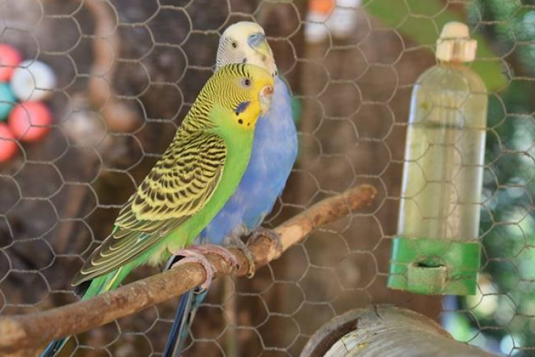 Ini Dia Manfaat Suara Jangkrik Untuk Burung Peliharaan, Suara Burung Jadi Makin Merdu !