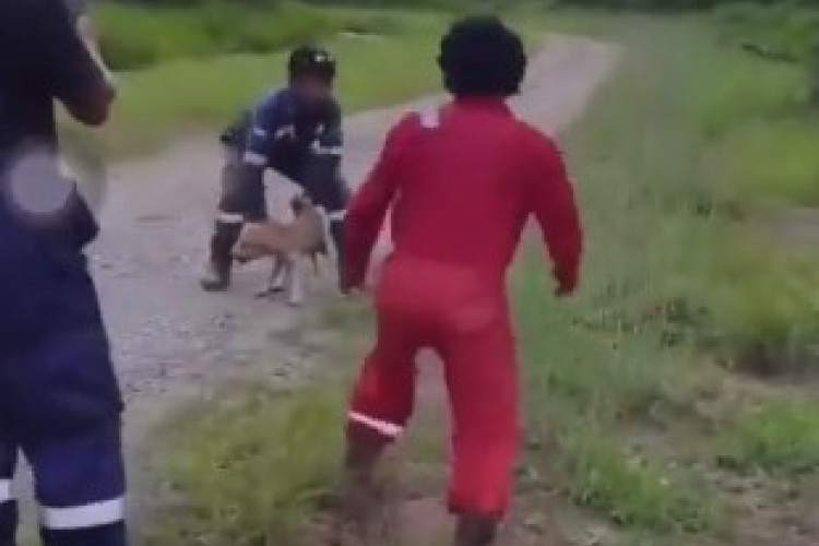 Viral Video Karyawan Pertamina Lempar Anjing ke Rawa Penuh Dengan Buaya, Jahat Banget!