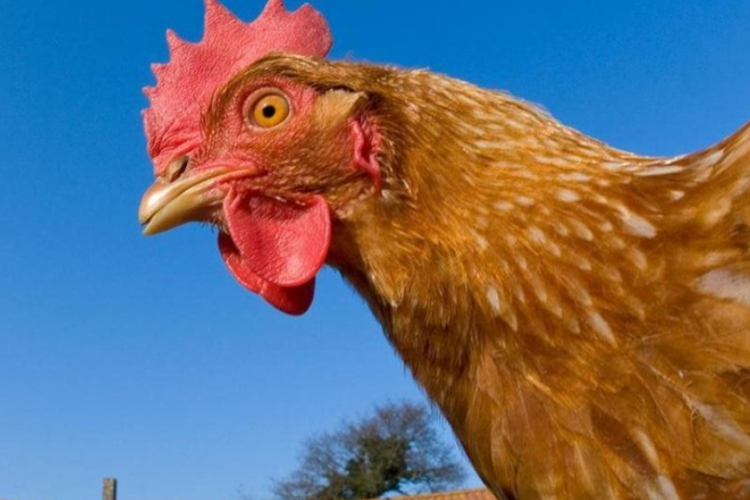 Penyebab dan Cara Mengobati Ayam Berak Hijau Cair Paling Mujarab