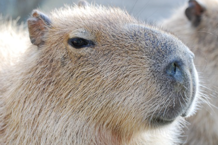 Viral Begini Asal Usul Capybara Disebut Masbro Oleh Warganet Sampai Jadi Trending Topik Nasional 