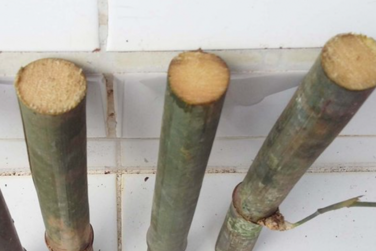 Harga Mustika Bambu Buntet Atau Buta Terbaru 2023, Miliki Banyak Khasiat Menolak Kejahatan