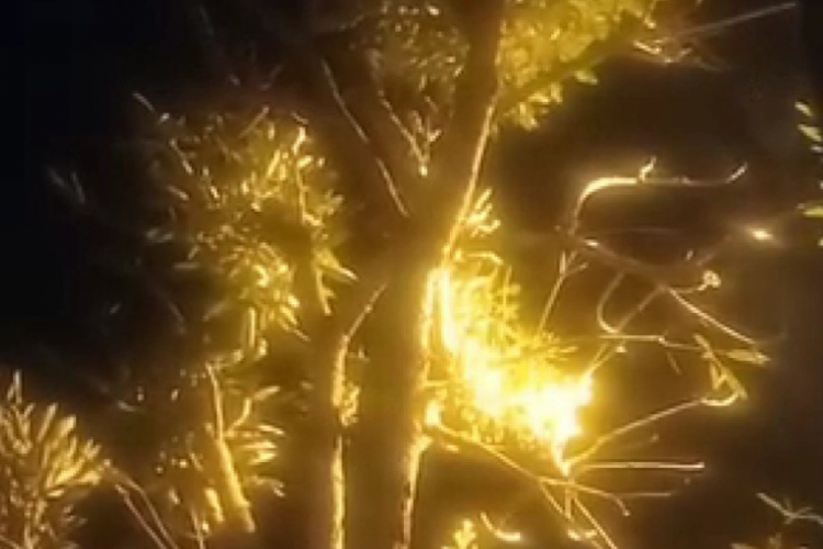 Misteri Pohon Tabebuya Menangis, Warga Kepanjen Malang Langsung Geger, Pertanda Apakah?