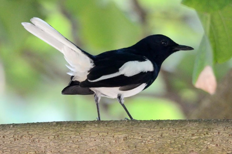 Harga Burung Kacer di Indonesia Untuk Semua Jenis Terbaru 2023, Paling Mahal Ada Kacer Jawa Jadi!