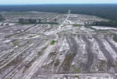 Food Estate Apakah Sudah Panen? Mahfud MD Sebut Ini Proyek Gagal! Ternyata Ini Fakta Sebenarnya