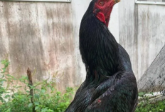 Mitos dan Arti Primbon Ayam Bangkok Super Hitam, Tampilan Garang yang Sulit Dilawan