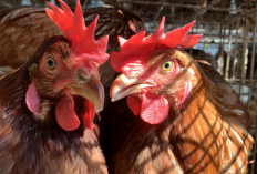 Rekomendasi Obat Snot Ayam Alami Paling Ampuh, Harga Ekonomis, dan Mudah Ditemukan