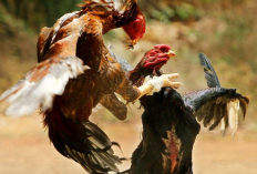 Ciri-Ciri Ayam Bangkok yang Bagus, Sehat, dan Unggul, Dilengkapi dengan Tips Memilihnya