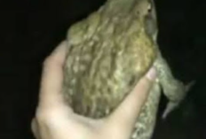 Lien Vidéo Virale One Girl One Frog Full HD Non Censurée, Télécharger Immédiatement Avant de Supprimer