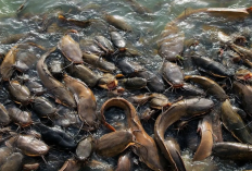 Racikan Umpan Ikan Lele Siang dan Malam yang Dijamin Jitu, Langsung Dapat Banyak Sekali Tangkap!