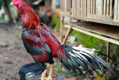 5 Keistimewaan Ayam Bangkok Ekor Lidi, Sering Dicari Untuk Pecinta Sabung Ayam