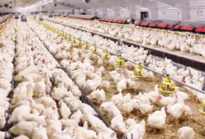 Obat Ayam Boiler Berak Kapur Tradisional, Bahan Mudah Ditemukan dan Harganya Ekonomis