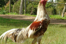Mengenal Jenis Ayam Plucker, Si Petarung Baru dengan Tulang Besar dan Paruh Kuat