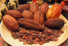 Harga Kakao Kering Hari Ini 8 Mei 2024 Terlengkap, Kembali Alami Kelonjakan Per Kg!