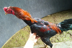 Daftar Harga Ayam Koyngon Terbaru 2023, Siap Untuk Diadu dan Sering Menang Pertandingan